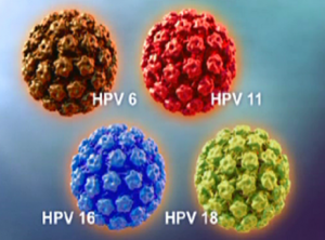 virus HPV là gì và có bao nhiêu chủng
