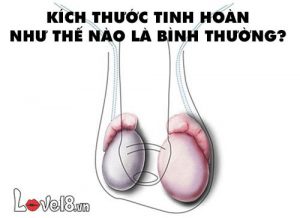 Kích thước tinh hoàn như thế nào là bình thường