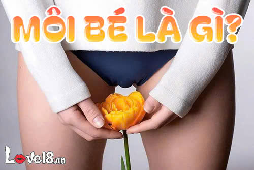 môi bé là gì
