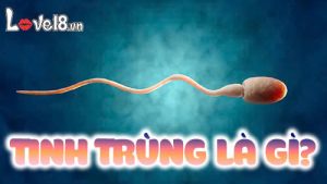 tinh trùng là gì