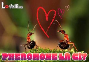 Pheromone là gì?