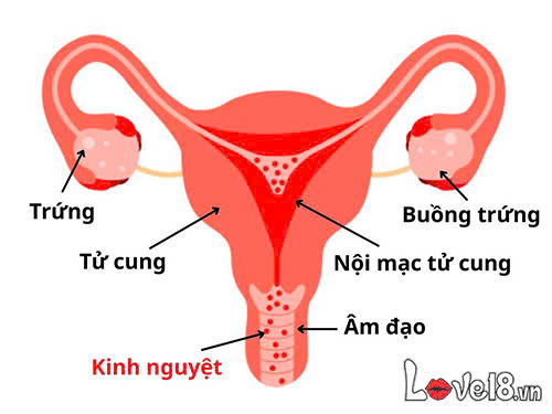 Tới tháng là gì? Những điều cần biết về chu kỳ kinh nguyệt 2 Tới tháng là gì và tại sao ra máu kinh